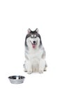 Fluffy Siberian Husky dog lying on a white background with bowl Royalty Free Stock Photo