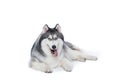 Fluffy Siberian Husky dog lying on a white background Royalty Free Stock Photo