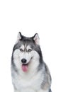 Fluffy Siberian Husky dog lying on a white background Royalty Free Stock Photo