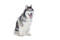 Fluffy Siberian Husky dog lying on a white background Royalty Free Stock Photo