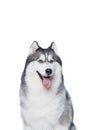 Fluffy Siberian Husky dog lying on a white background Royalty Free Stock Photo