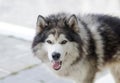 Fluffy Siberian Husky dog male at outdoors