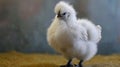 Fluffy Silkie Chicken Is Small, Fluffy Feathers Like Soft Clouds, Distinct Black Skin, Gentle Demeanor, And Dark, Expressive Eyes