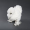 Fluffy Silkie Hen Royalty Free Stock Photo