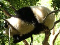 Fluffy sleepy panda sleeping on tree branches captured under sunlight