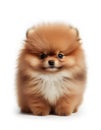 Fluffy small baby pomeranian dog on white background, created with generative AI Royalty Free Stock Photo