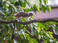 Fluffy small tamarins Oedipus running through the tree Werke in Singapore zoo