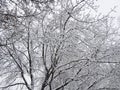 Snow covered the branches of the trees Royalty Free Stock Photo