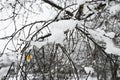 Fluffy snow lies on bare branches Royalty Free Stock Photo