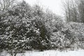 Fluffy snow lies on bare branches Royalty Free Stock Photo