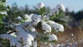 Snow lying pine tree branch at sunlight close up. Spruce standing in forest.