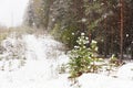 Snowfall in the pinery forest. Spring snow.