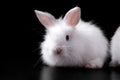 Fluffy snow-white easter rabbit Royalty Free Stock Photo