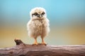 fluffy snowy owl chick standing on a low branch