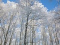 Fluffy snowy white tops of winter birches against a sunny blue sky Royalty Free Stock Photo