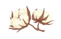 Fluffy soft buds of cotton flower. Botanical drawing of coton bolls in vintage style. Realistic hand-drawn field crop