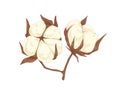 Fluffy soft cotton flower bolls. Blossomed coton buds drawn in vintage style. Botanical drawing of wild crop. Colored