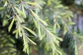 Fluffy soft spines of a young conifer grow in spring under the sun Royalty Free Stock Photo