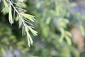 Fluffy soft spines of a young conifer grow in spring under the sun Royalty Free Stock Photo