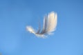 Fluffy soft white striped bird feather floating in the wind in a clear blue sky