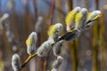 Fluffy soft willow buds