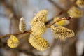 Fluffy soft willow buds in early spring.