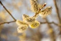 Fluffy soft willow buds in early spring.