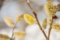 Fluffy soft willow buds in early spring.