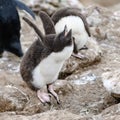 Southern rockhopper penguin chick, New Island, Falkland Islands