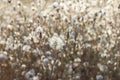 Fluffy sow thistle, hare thistle, seedheads, natural background