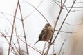 fluffy sparrow sits on a branch in the bushes in the fall. bird on a tree