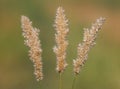 Fluffy spike of grass known as the hairy or silky spike melic bunchgrass. Melica ciliata