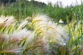 Fluffy spikelets and chamomile flowers in the meadow, floral background, barley grass