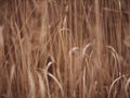 Fluffy spikelets of dry grass. Blades of grass sway due to the wind in autumn