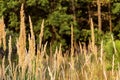 Fluffy spikelets of dry grass in a field against the background of green trees of oak.