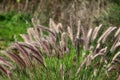 Fluffy spikelets in a forest glade are illuminated by the rays of the sun