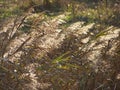 fluffy spikelets of grass in the light