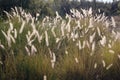 Fluffy spikelets of grass