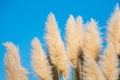 Fluffy spikelets of pampas grass against the blue sky background