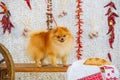 Fluffy spitz dog and red peppers Royalty Free Stock Photo