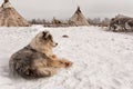 A fluffy spotted dog is lying on the snow in the tundra against the background of sledges and dwellings of reindeer herders of