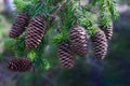 Fluffy spruce branch with cones on a blurred green background. Royalty Free Stock Photo