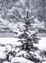 Fluffy spruce in heavy snow. Large snow flakes fall asleep on a tree.