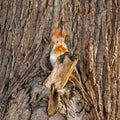 fluffy squirrel eating pastry on tree