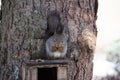 Fluffy squirrel eats a nut in the winter Royalty Free Stock Photo