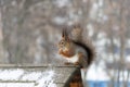 Fluffy squirrel eats nuts sitting on the roof in winter. Royalty Free Stock Photo