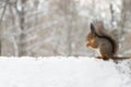 Fluffy squirrel eats nuts sitting on the roof in winter. Royalty Free Stock Photo