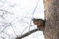 Fluffy squirrel eats nuts sitting on the wood in winter. Royalty Free Stock Photo