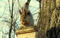 Fluffy Squirrel Gnaws A Nut Sitting On The Birdhouse