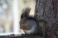 Fluffy squirrel gnaws a nut in the winter Royalty Free Stock Photo